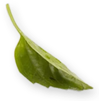 Leaf 1.png